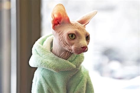 Siamese Sphynx cat: Facts, History, Characteristics - Siamese Of Day