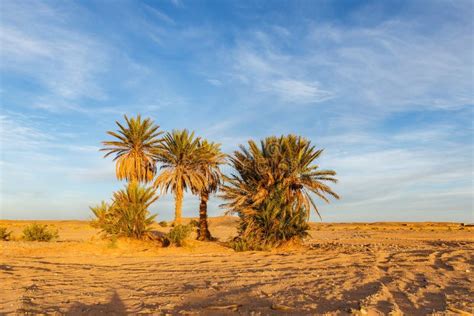 Palm Trees in the Sahara Desert Stock Image - Image of morocco, desert ...