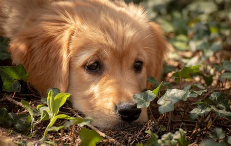 10 races de chiens idéales pour une première adoption