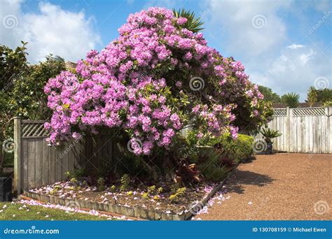 Beautiful Flowers of Auckland Stock Image - Image of beautiful, shrub ...