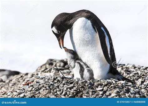 Penguin Mother Feeding The Chick - Gentoo Penguin Stock Image - Image: 27015857