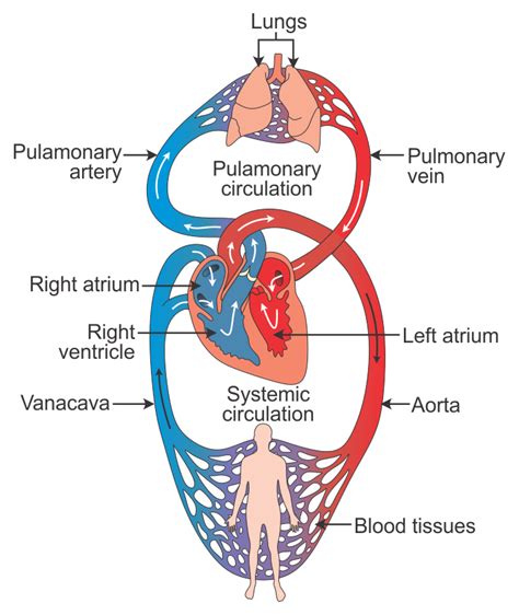 Explain double circulation in human