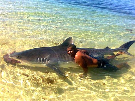 The Best Shark Dive in the World!: Killing Sharks in Fiji!