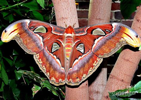 Atlas Moth Photograph by Kevin Fortier - Fine Art America