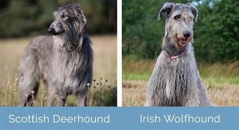 Scottish Deerhound vs. Irish Wolfhound: What’s the Difference? (With ...