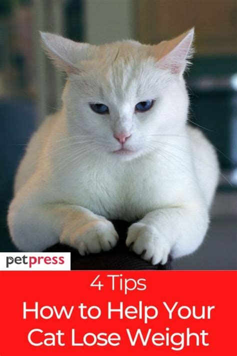 How to Help My Cat Lose Weight? 4 Tips You Should Do