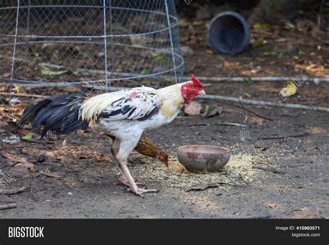 Family Fighting Hen Image & Photo (Free Trial) | Bigstock