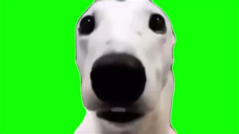 Shivering Dog Meme Green Screen - YouTube