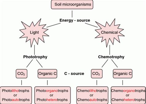 Nutritional Types of Bacteria • Microbe Online