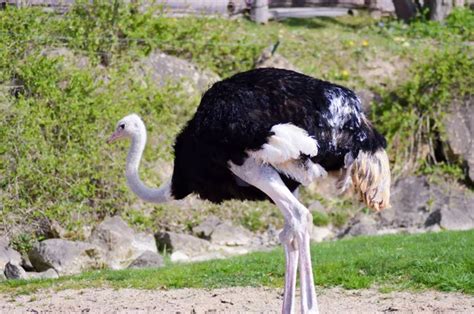 Running ostrich — Stock Photo © metalmaus #7368424