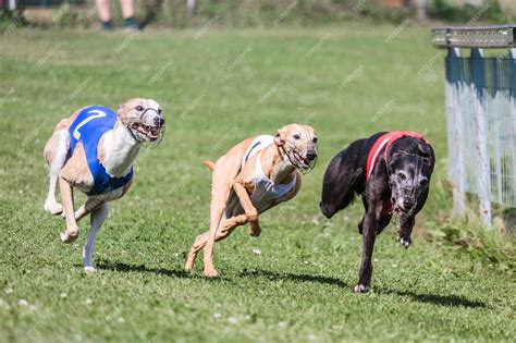 Premium Photo | Three whippet dogs running at racing competion