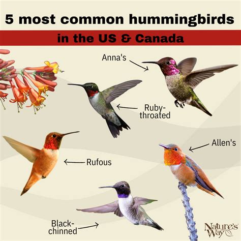 5 most common hummingbirds in the US and Canada – natureswaybirds.com