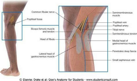 arteria poplítea | Anatomy, Human anatomy and physiology, Common fibular nerve