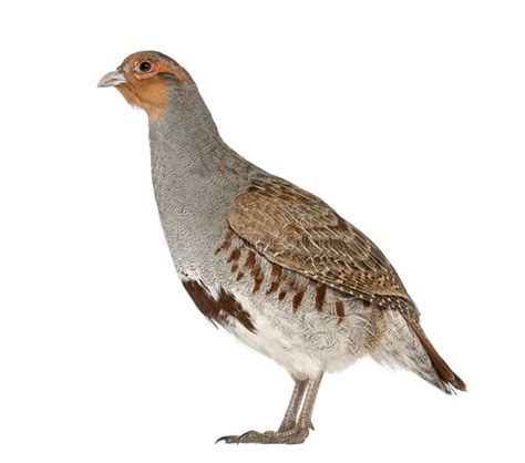 Grey Partridge, Perdix Perdix Stock Photo - Image of bird, standing ...