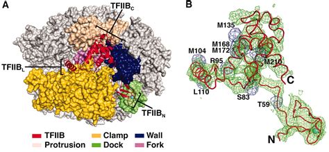 Structure of an RNA Polymerase II–TFIIB Complex and the Transcription Initiation Mechanism | Science