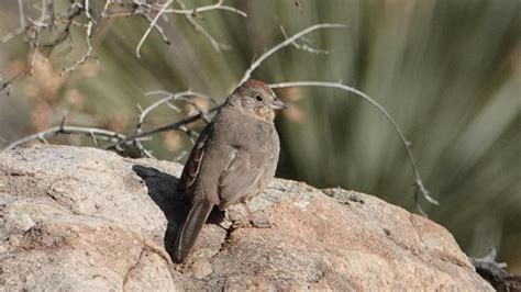 Canyon Towhee | MarkEisingBirding