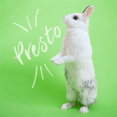 130+ Cute Bunny Names That Are Ear-resistible — Best Rabbit Names