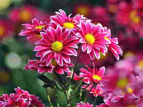 Manfaat Bunga Krisan Untuk Obat Tradisional | Flower desktop wallpaper, Beautiful flowers ...