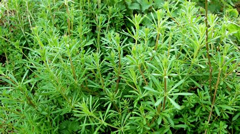 Cleavers or Goosegrass - A Foraging Guide to Its Food and Medicine