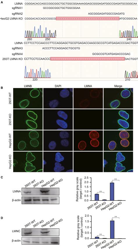 Knockout of the LMNA gene in 293T and HepG2 cells by the CRISPR/Cas9... | Download Scientific ...