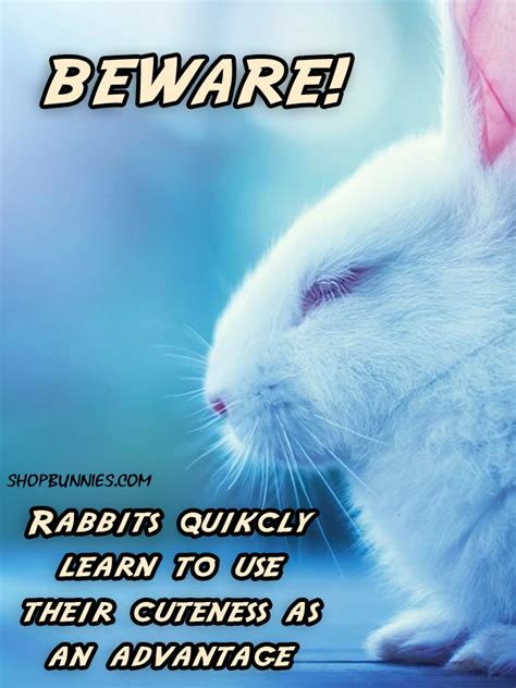 Only the cutest rabbit pictures, advice sayings, quotes, fluffyness. Bunny pics galore! Follow ...