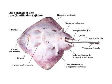 Stingray External Anatomy Ventral