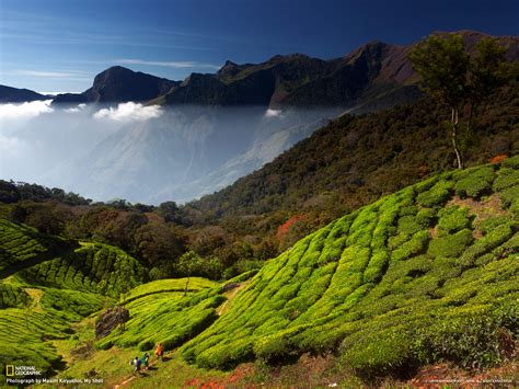 munnar-photo - Kerala Tourism & Travel Blog