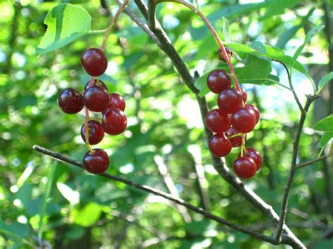 Wild cherry Facts, Health Benefits and Nutritional Value