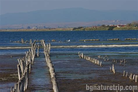 Pomorie Lake Visitor Centre: Bird watching - BgNatureTrip