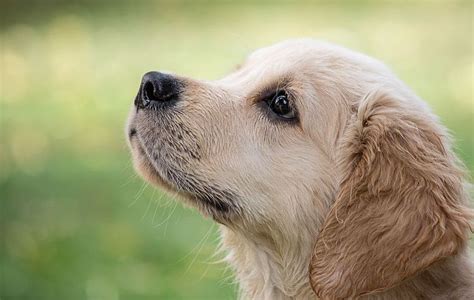 Free Image on Pixabay - Dog, Animal, Puppy, Pet, Mammal | Puppy dog images, Puppies, Golden ...