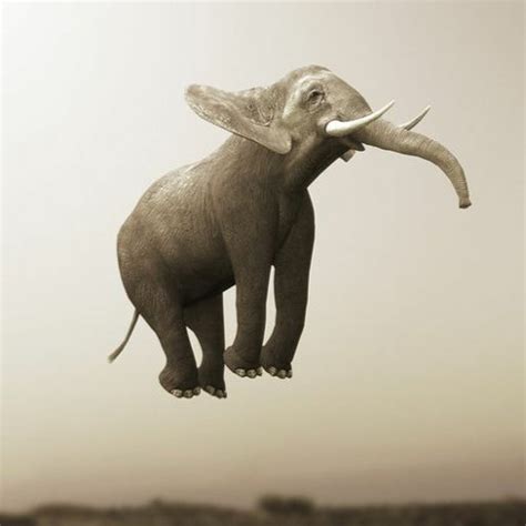 Elephant Jumping