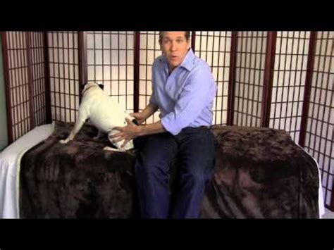 Dog Hip Pain Relief - YouTube