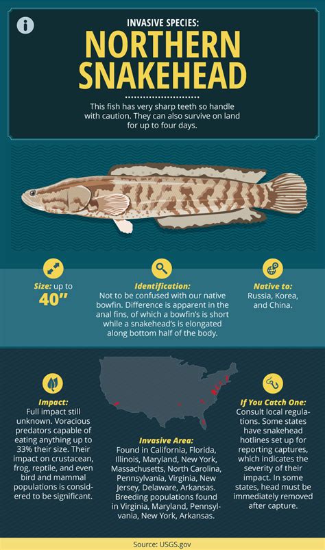 A Guide to Invasive Fish Species (With images) | Fish, Snakehead fish, Species