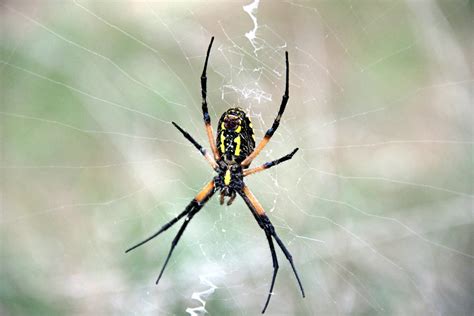 Yellow Orb Spider | Yellow Orb Spider | Anthony | Flickr