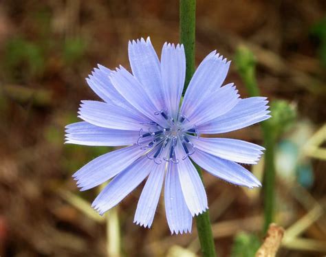 Chicory, a Tasty Potherb and Coffee Alternative - Eat The Planet