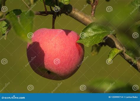 Ripe Red Apples on an Apple Tree; Harvesting, Autumn. Stock Photo ...