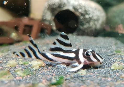 Zebra Pleco: Exploring Their Dietary Needs and Preferences