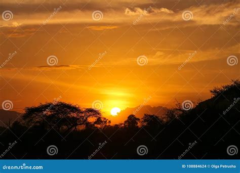 Sunset in the savannah stock photo. Image of safari - 108884624