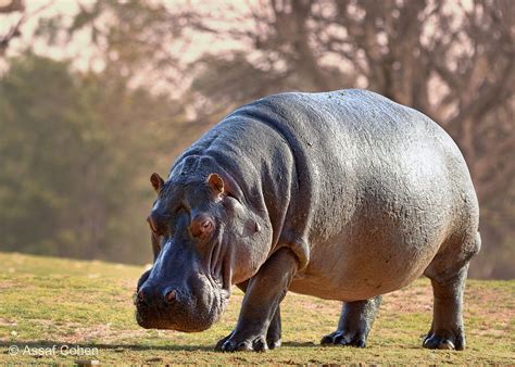 hippo by Assaf Cohen on 500px | African animals photography, Wild ...