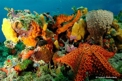 Caribbean Coral Reefs – Panama tours, book your adventure travel | EcoCircuitos.