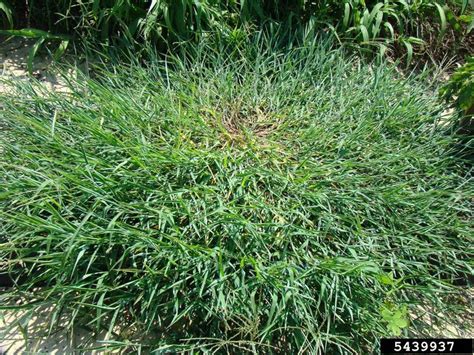 goosegrass (Eleusine indica)