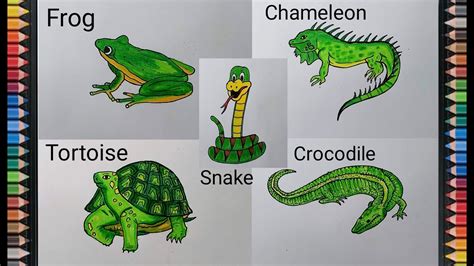 Reptiles Drawings