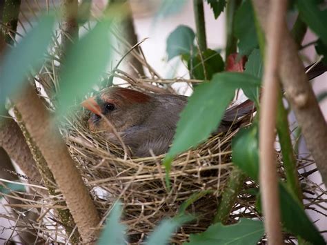 Cardinal Nesting (Behavior, Eggs, Location + FAQs) | Birdfact