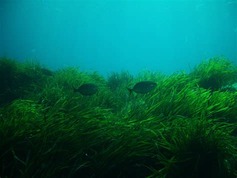 Restoring seagrass meadows - EcoShape