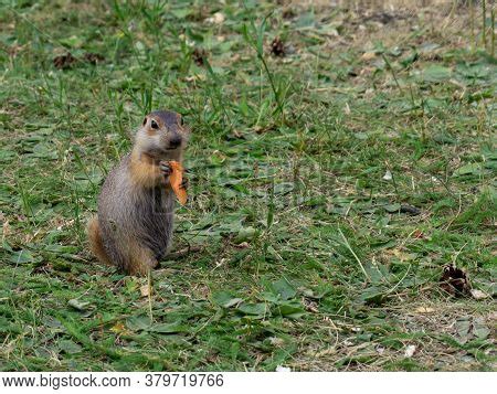 Funny Gopher Holds Image & Photo (Free Trial) | Bigstock