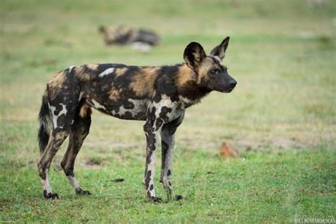 Africa + African Wild Dogs | Photos Pictures Images