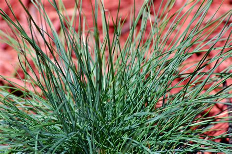 How to Grow and Care for Blue Fescue Grass