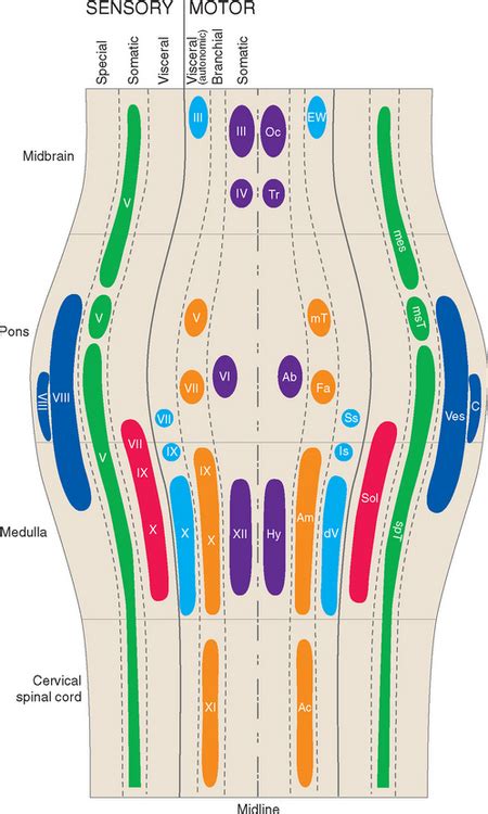 Cranial Nerves and Their Nuclei | Neupsy Key