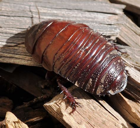 Giant Burrowing Cockroach | Project Noah