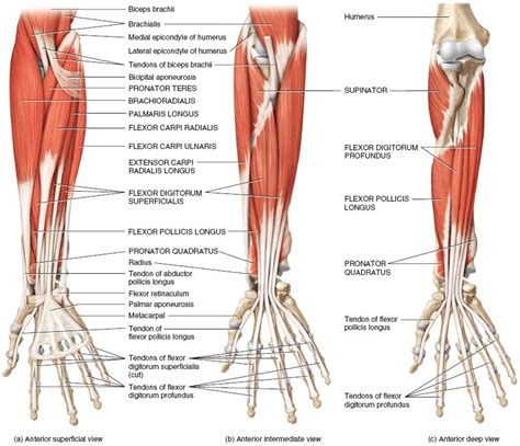 Muscles of the Forearm That Move the Wrist, Hand, Thumb, and Digits | Forearm muscles, Arm ...